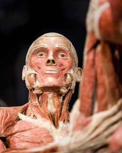 Body Worlds Amsterdam