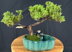 Bonsai Boy of New York