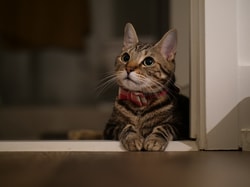 BossCat