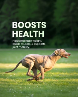 BudgetVetCare