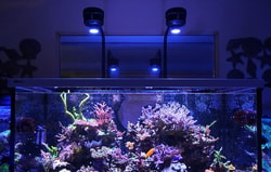 Bulk Reef Supply