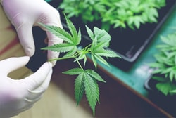 Buy THCa Flower