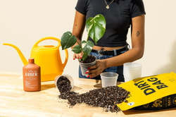 BWH Plant Co
