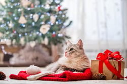 CatCurio
