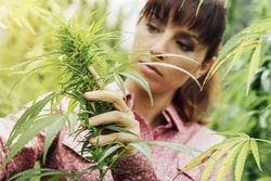 CBD Natural