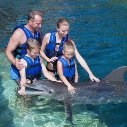 Delphinus