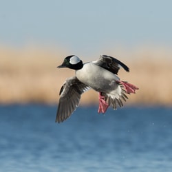 Delta Waterfowl