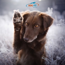 DOG FIT by PreThis