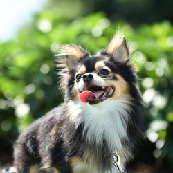 Dog Food Koubou