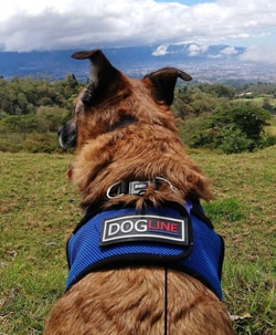 Dogline