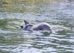 Dolfinarium