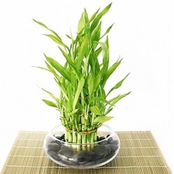 Eastern Leaf