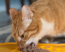 Evermore Pet Food