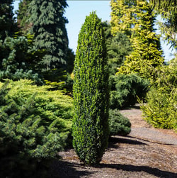 Fast Growing Trees