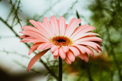 Flora Trans