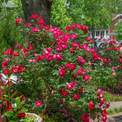 Garden Goods Direct