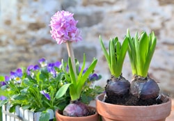 Gardeners Dream