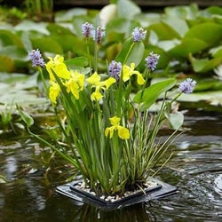 Gardening Direct