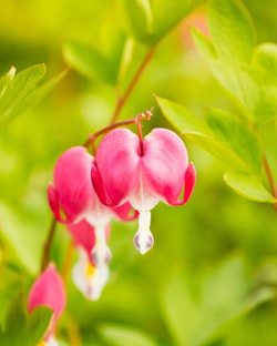 Gardening Express