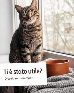 Gatto con Personalit&agrave;