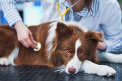 Get Odie