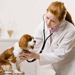 Canada Pet Care