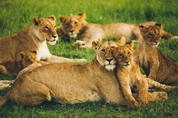 Go2Africa