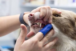 Greencross Vets