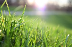 Greenyp