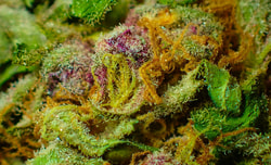 Grow Light Science