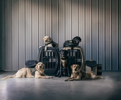 Gunner Kennels