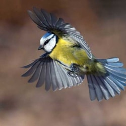 Happy Beaks