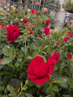 Harkness Roses