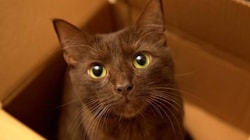 BudgetPetCare.com