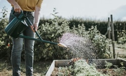 Haws Watering Cans