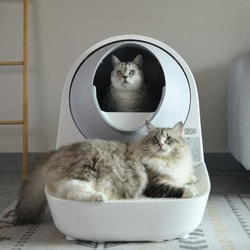 CATLINK