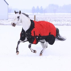 Horse.com