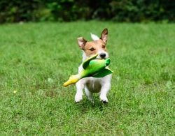 Hund Unterwegs