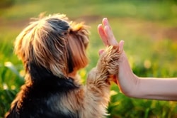Hundeschulkonzepte