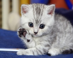 PetCareClub