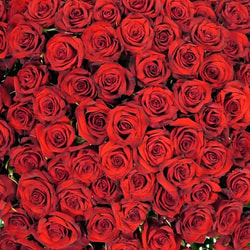 InterRose