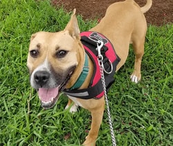 Joyride Harness