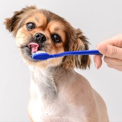 K9 Dentist