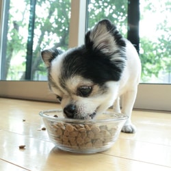 Kenko Dog