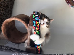 Kitty Kick Stix