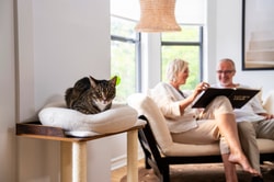 Knead Cats