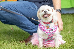 Knose Pet Insurance