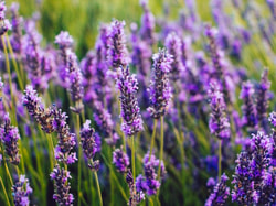 Lavender World