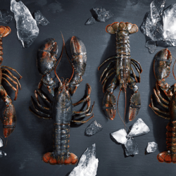 Lobster Boys