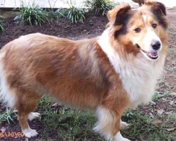 Lost My Doggie